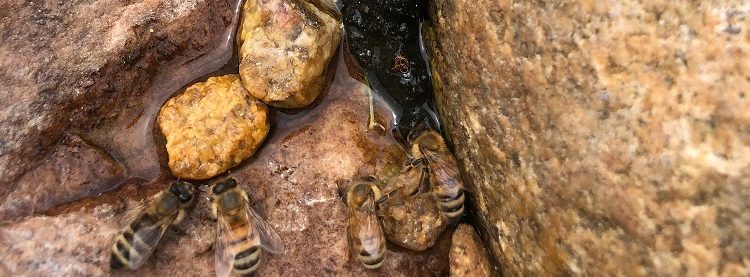 A closer look at how bees make honey - PerfectBee