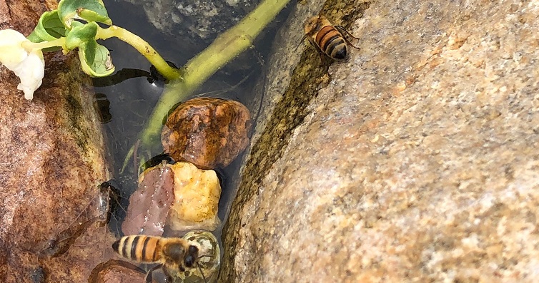 A closer look at how bees make honey - PerfectBee