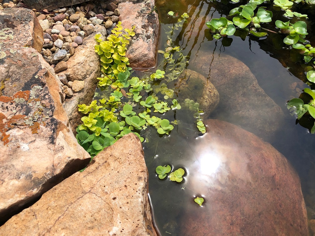 Bees at the pond | Colorado Pond Pros