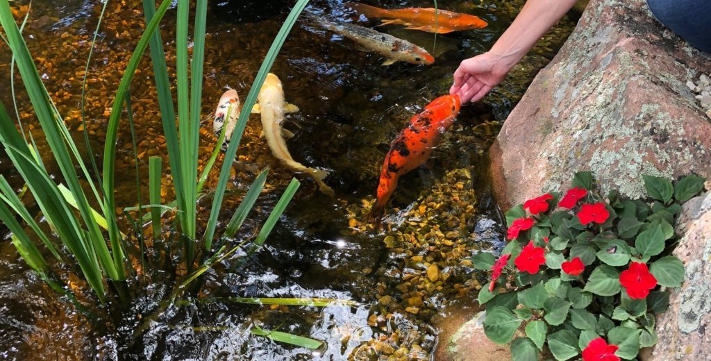 feeding koi