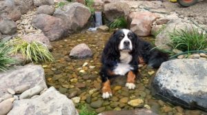 koi pond backyard water feature