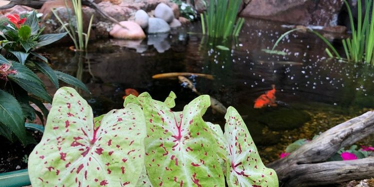 koi pond backyard water feature