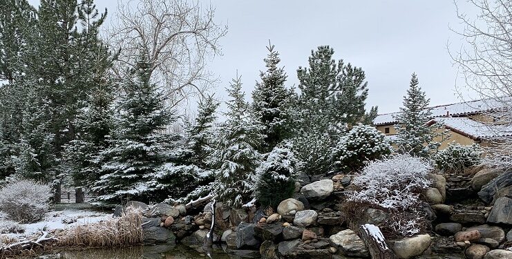 koi pond backyard water feature