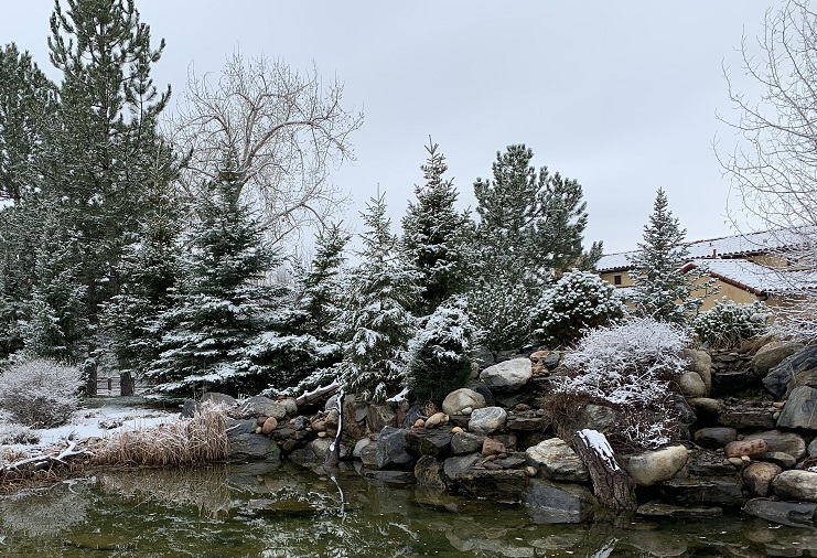 koi pond backyard water feature