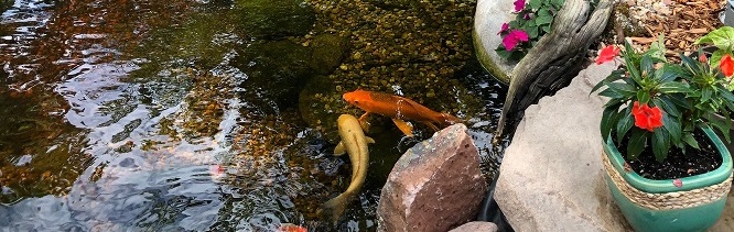 koi pond