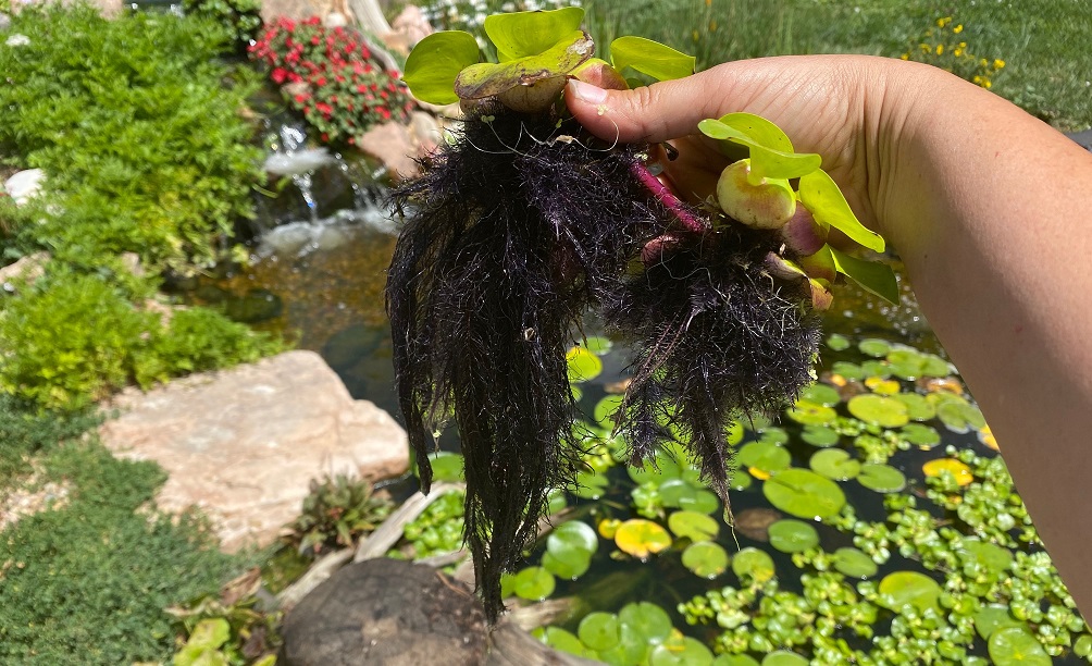 Water hyacinth roots - excellent filtration