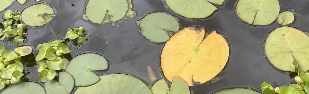 Yellow lily pad