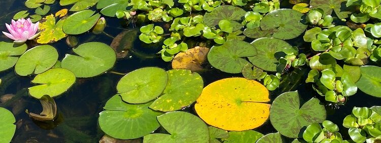 Why Are My Lily Pad Leaves Turning Yellow Colorado Pond Pros