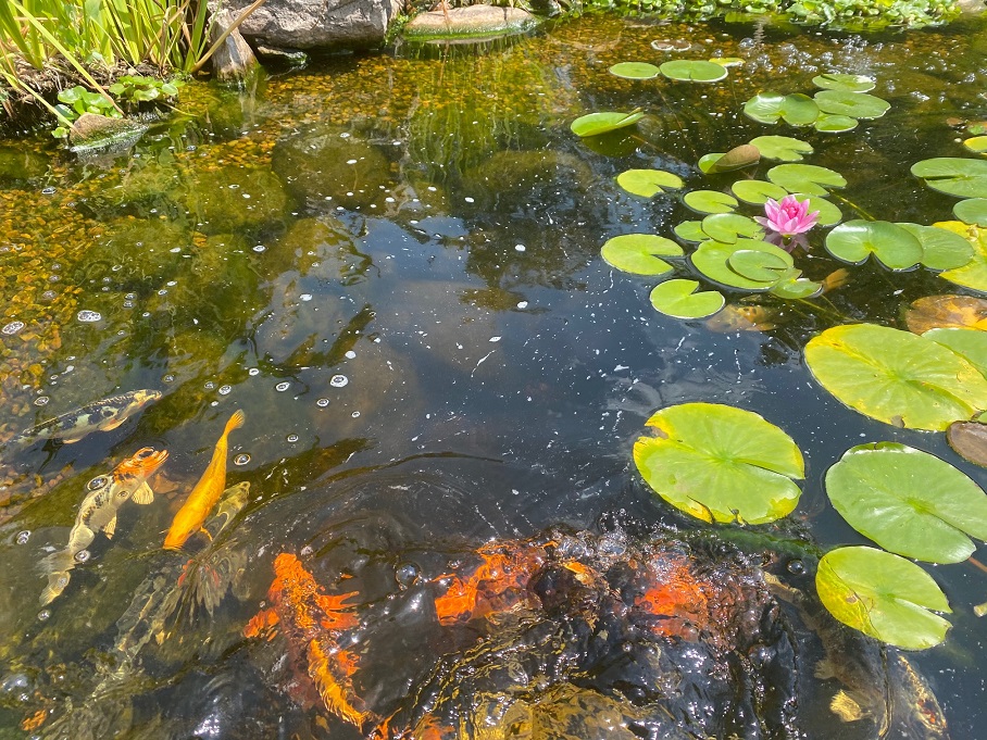 Will ash hurt my pond? 