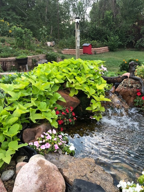 koi pond backyard water feature