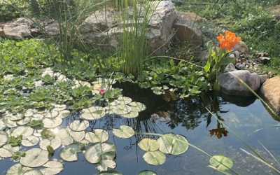 10 Tasks to Get Your Pond Ready for Fall