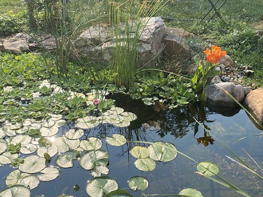 10 Tasks to Get Your Pond Ready for Fall