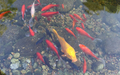 Spring And Your Pond: Be Ready For Predators!