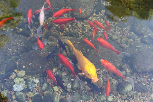 Outdoor goldfish and koi pond