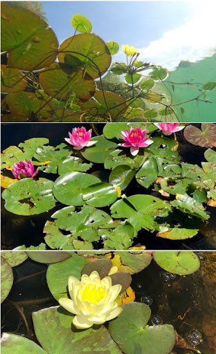 Water lilies & backyard pond landscaping