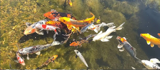 Feeding koi hot sale in spring