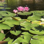 Backyard Pond Lilies