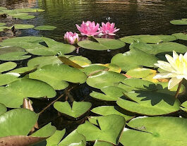 Backyard Pond Lilies