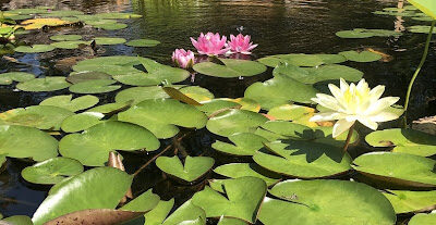 Water Lilies – Lots to Know!