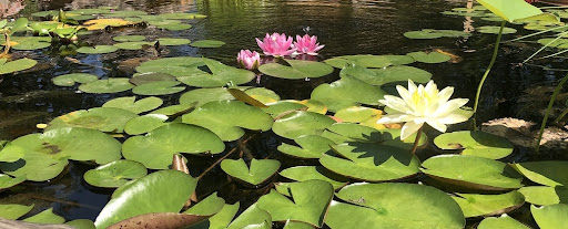 Backyard Pond Lilies