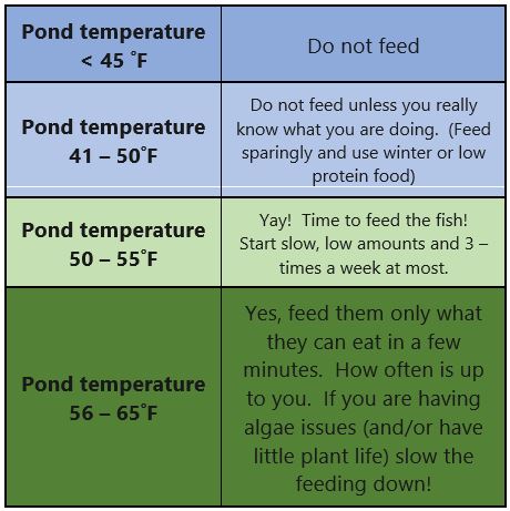 Feeding Temps for Backyard Gold Fish Pond