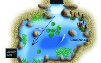 Does Your Pond Have a Dead Zone?