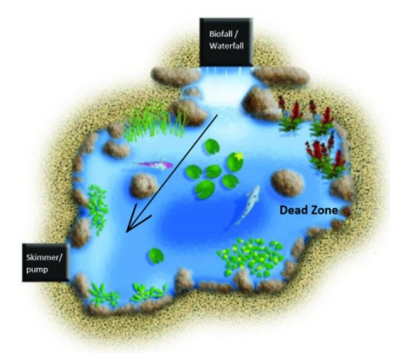 Does Your Pond Have a Dead Zone?