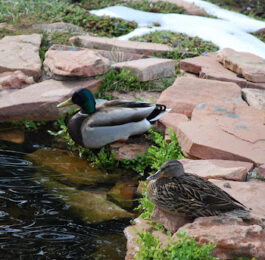Duck on Colorado Outdoor Pond Photo