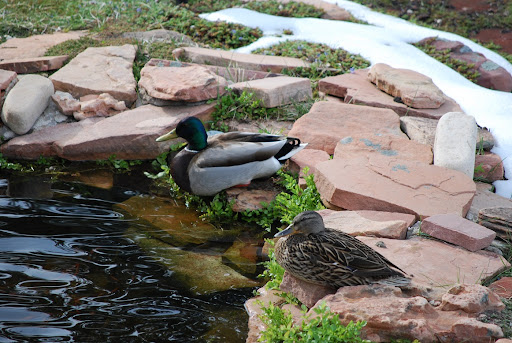 Duck on Colorado Outdoor Pond Photo