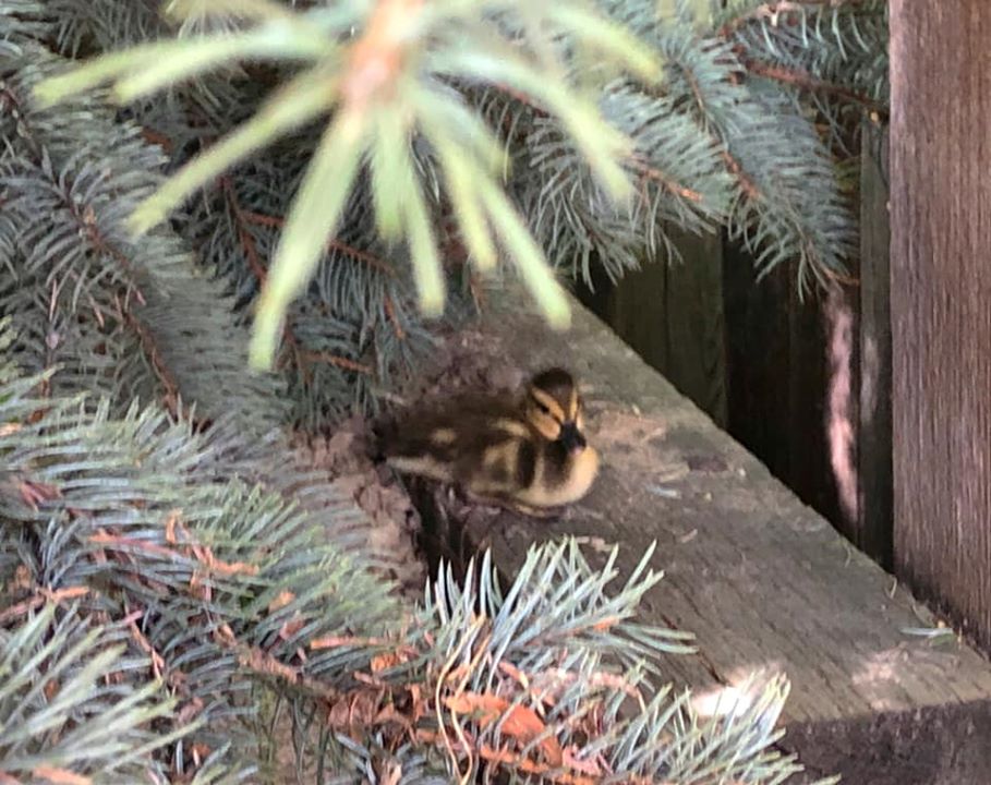 Picture of Little Duckling in Backyard Pond 