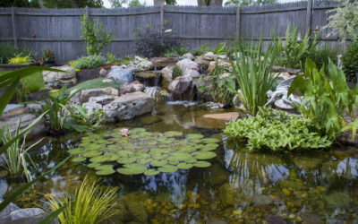 Does a Pond Have to Have Plants?