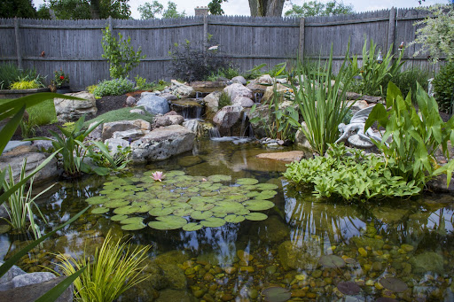 Picture of backyard pond from Colorado Pond Pros