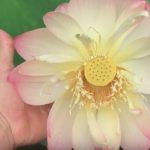 Picture of hand holding large, pink-tipped Lotus in a backyard pond installed by Colorado Pond Pros.