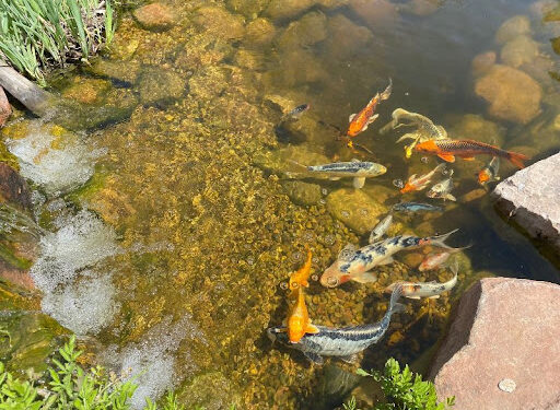 Fish swimming in backyard pond.