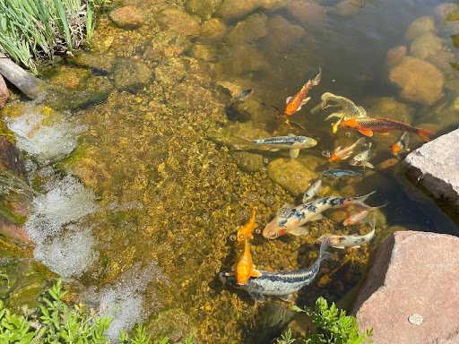 Fish swimming in backyard pond.