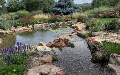 Ponds and Responsible Water Usage