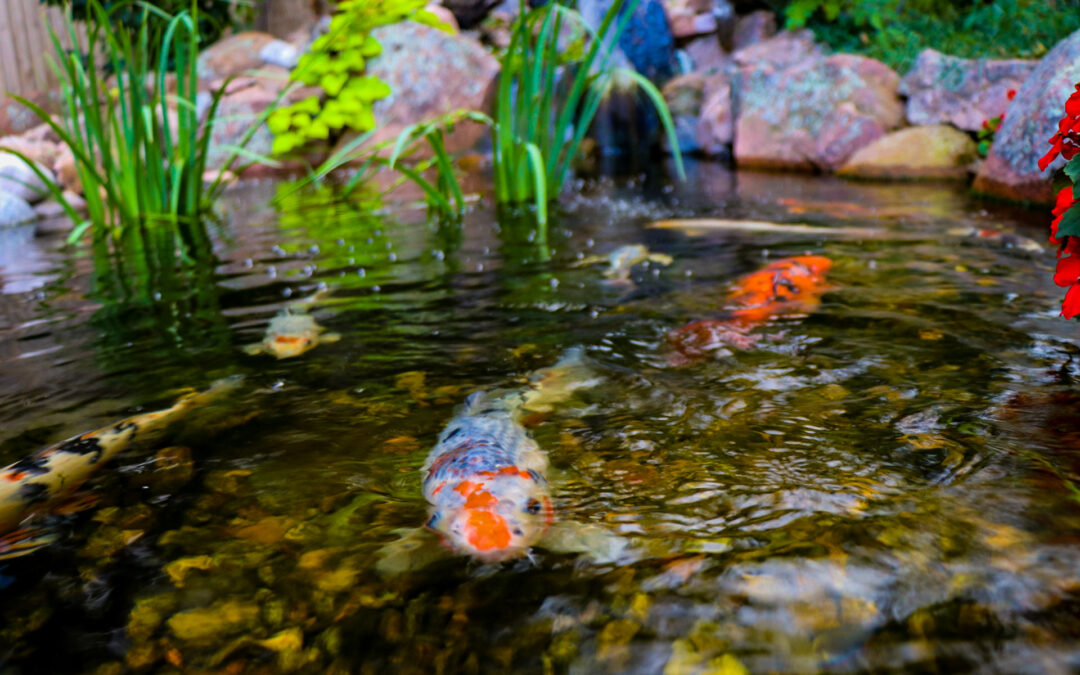 The Ultimate Guide to Building a Backyard Pond in Colorado