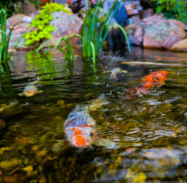 Koi fish swimming in a clear water backyard pond surrounded by greenery