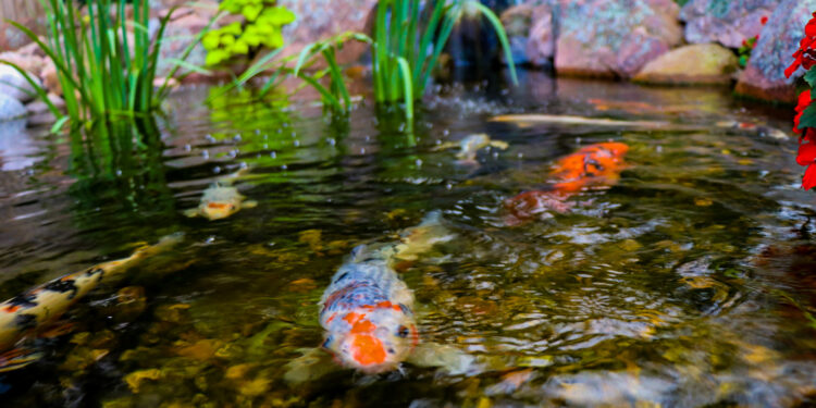 Koi fish swimming in a clear water backyard pond surrounded by greenery