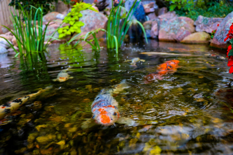 The Ultimate Guide to Building a Backyard Pond in Colorado | Colorado ...